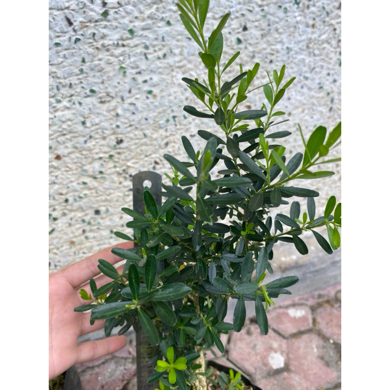 Bibit Bonsai Boxus / Bonsai Boksus. isi 3 pohon     Berkualitas