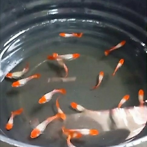 Hiasan aquarium guppy ss koi