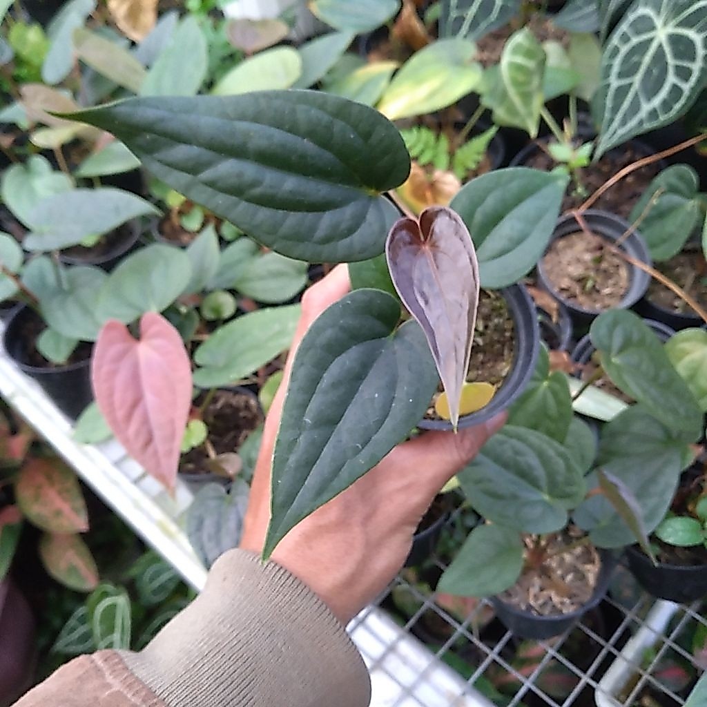 anthurium marmoratum x luxurian ecu