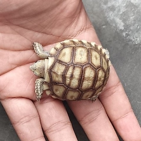 baby turtle sulcata 5-6cm