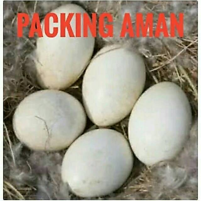 Telur angsa