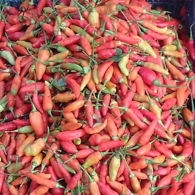 Cabai rawit 500gram~Cabe rawit ~ Lombok rawit