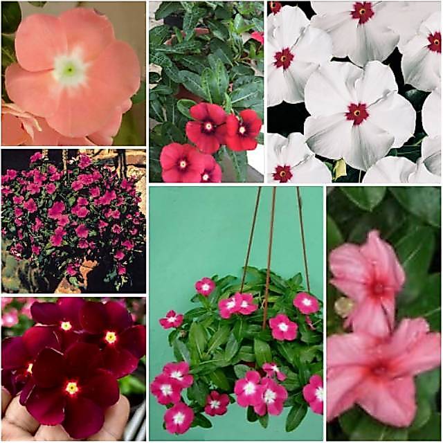 5 Biji Benih Bunga Vinca Gantung Mixed