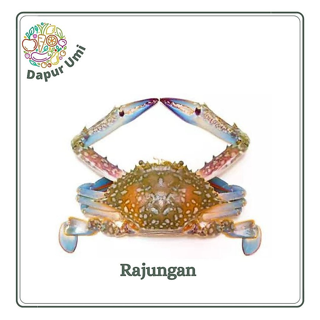 KEPITING RAJUNGAN - SEAFOOD SEGAR PURWAKARTA