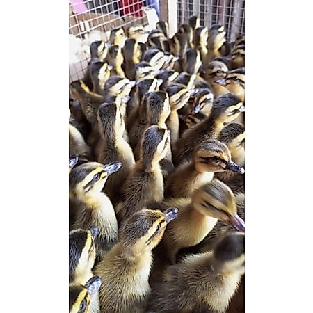 anak bebek alabio / dod bebek alabio /bibit bebek alabio /anak bebek alabio jantan