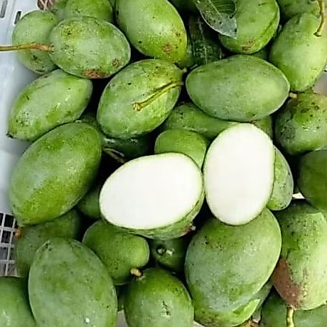 MANGGA MUDA 1KG BUAH MANGGA MUDA RUJAK ASINAN NYIDAM