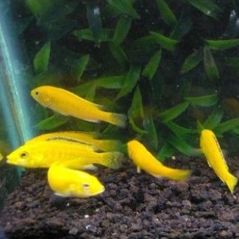 ikan hias Cichild Lemon/Aquascape M