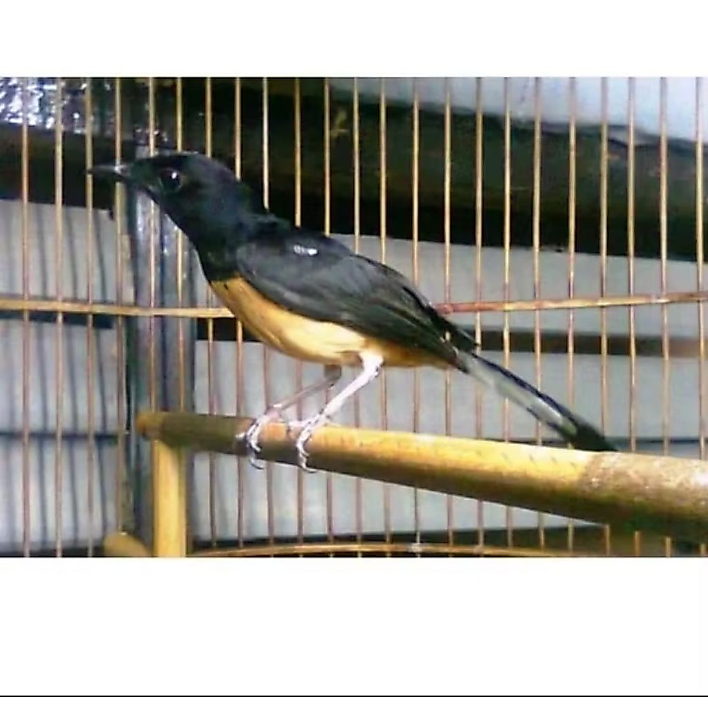 Murai betina Medan Original siap breeding
