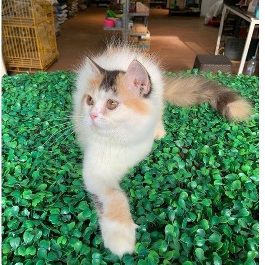 kucing & kitten ras persia abu , calico , silver shade , himalaya Alpha petshop anakan kucing lucu a