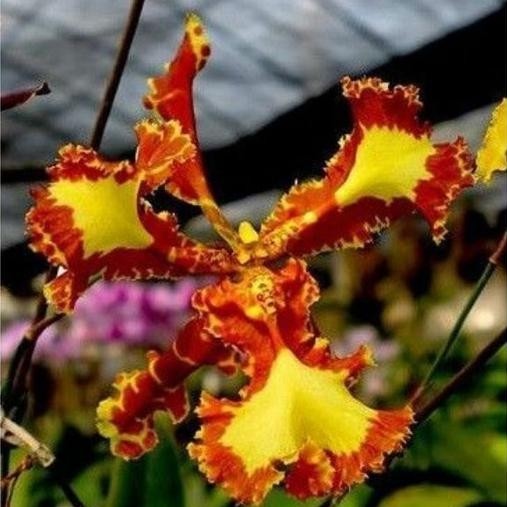 ANGGREK ONCIDIUM MARIPOSA DEWASA SIAP BERBUNGA