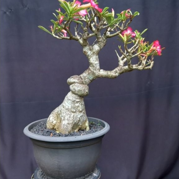 BONSAI POHON ADENIUM/KAMBOJA JEPANG