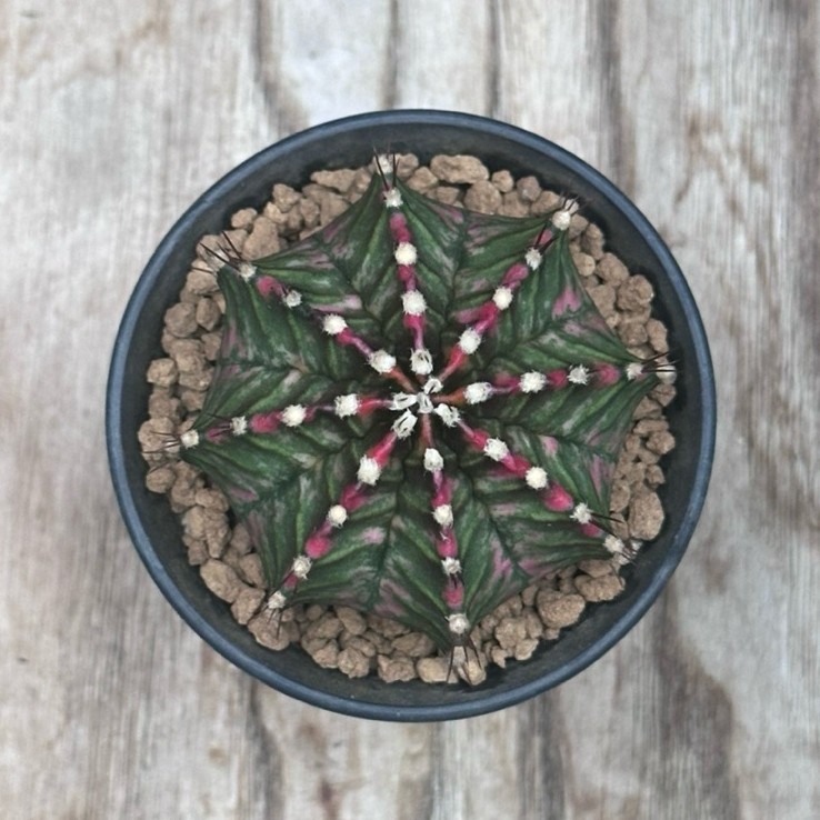 Gymno Mihanovichii Hybrid Var - 07