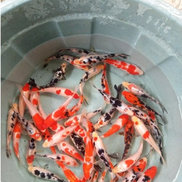 Terlaris Readybibit ikan koi semi Blitar 9-10cm