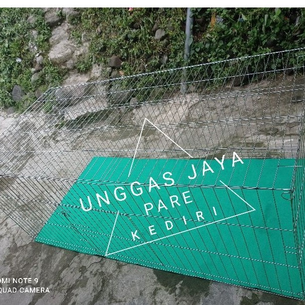 KURUNGAN UMBARAN AYAM JAGO BANGKOK