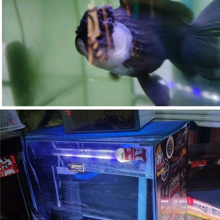 koki oranda panda