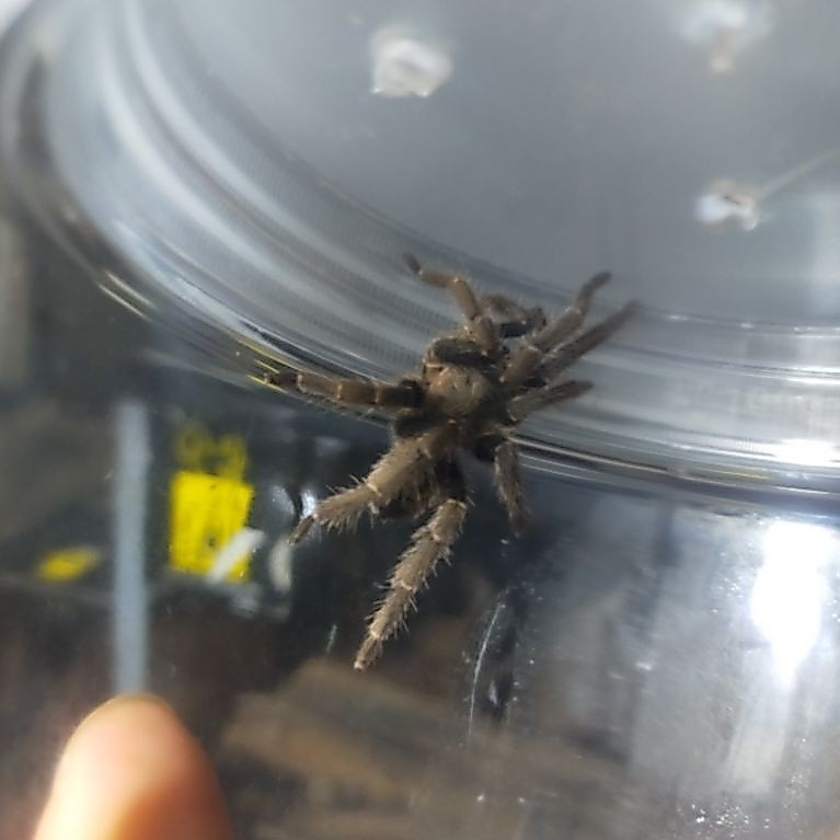 tarantula javanensis size medium ( kurir hanya ojek online maksimal 40 km)
