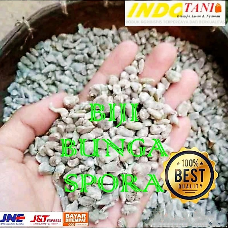 bibit biji bunga Spora porang / biji tongkol porang / bunga spora Berkwalitas netto 500 gram