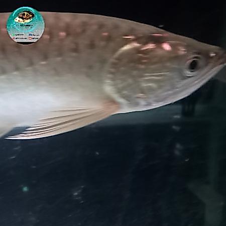 Arwana Jardini Tbk
