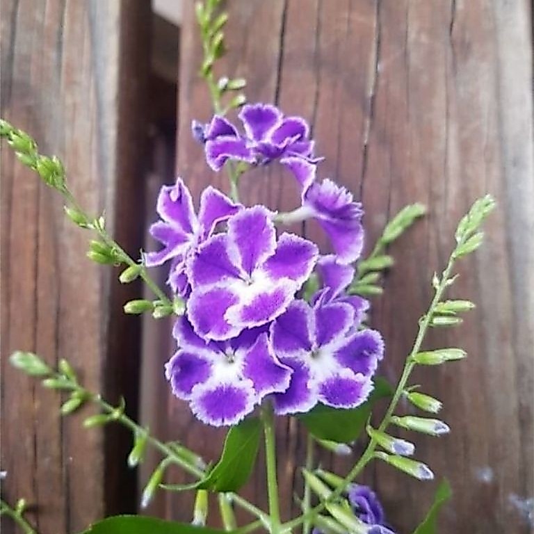 tanaman duranta erecta L