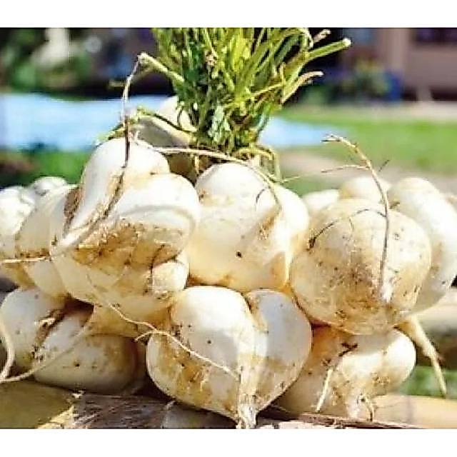 Yam Bean Powder 50g/Bengkoang Powder/Jicama Powder