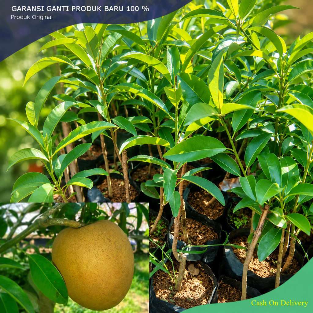 PAKET BIBIT SAWO JUMBO THAILAND OKULASI UNGGUL SUPER MURAH bibit sawo madu jumbo