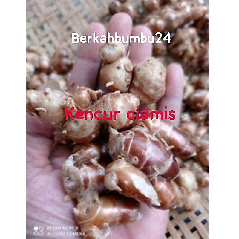 ( 1kg )KENCUR/CIKUR CIAMIS SEGAR rasa enak pedas beda sama kenvmcur lain cocok buat jamu bumbu makna