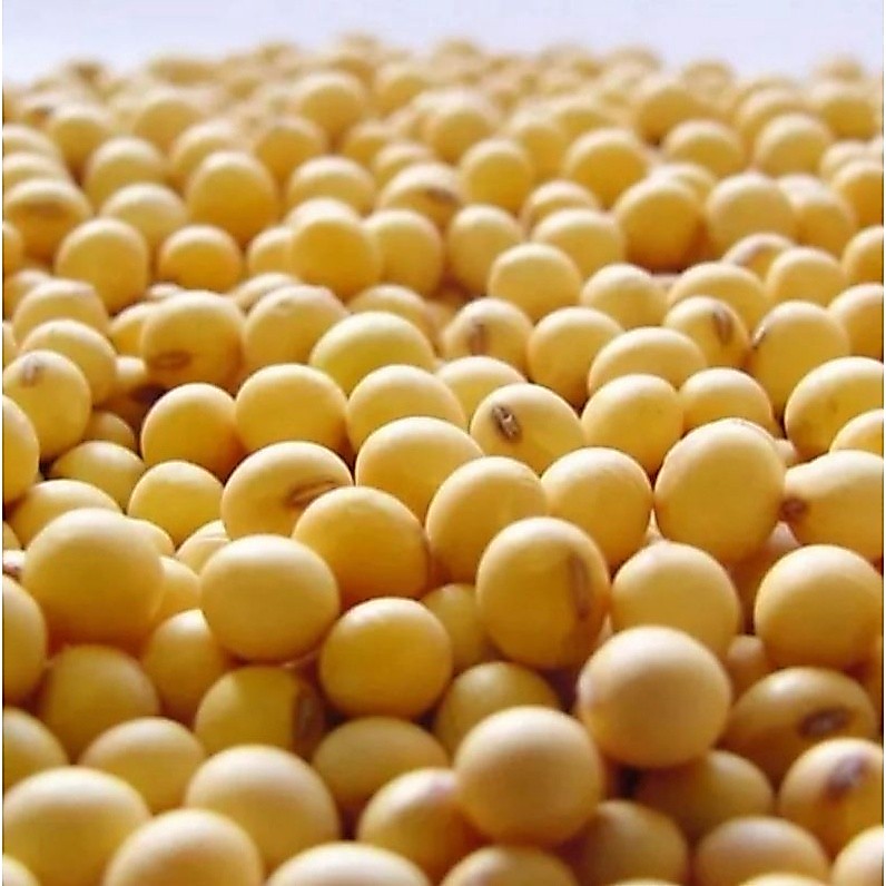 1kg Kacang Kedelai import impor super buat toge, tempe, susu kedelai