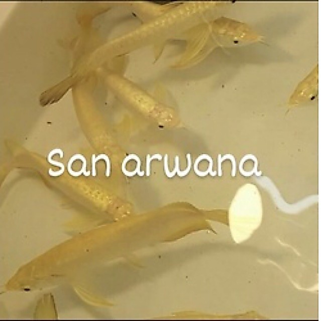 hiasan akuarium arwana golden crossback 24k premium