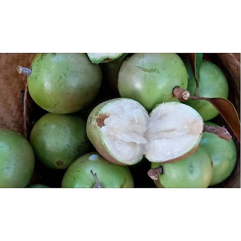 Bibit Tanaman Sawo Kenitu / Sawo Duren - Ketinggian 1 m - Siap Tanam