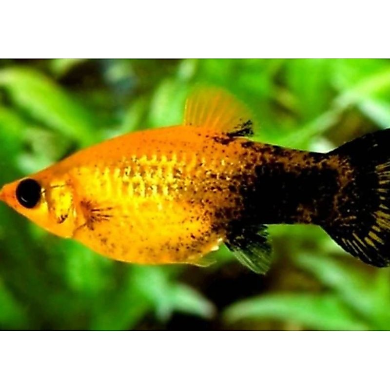 TERLARIS, ikan hias molly (golden black) ikan hias air tawar