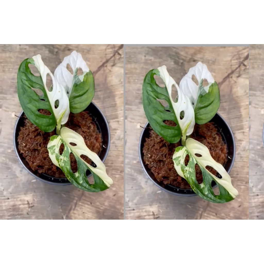 TANAMAN FULL MEDIA Bibit Janda Bolong Variegata (Monstera Adansonii Varigata) Asli - Koleksi Langka 