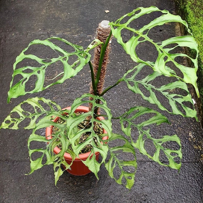 monstera obliqua - tanaman hias monstera obliqua  - obliqua peru asli
