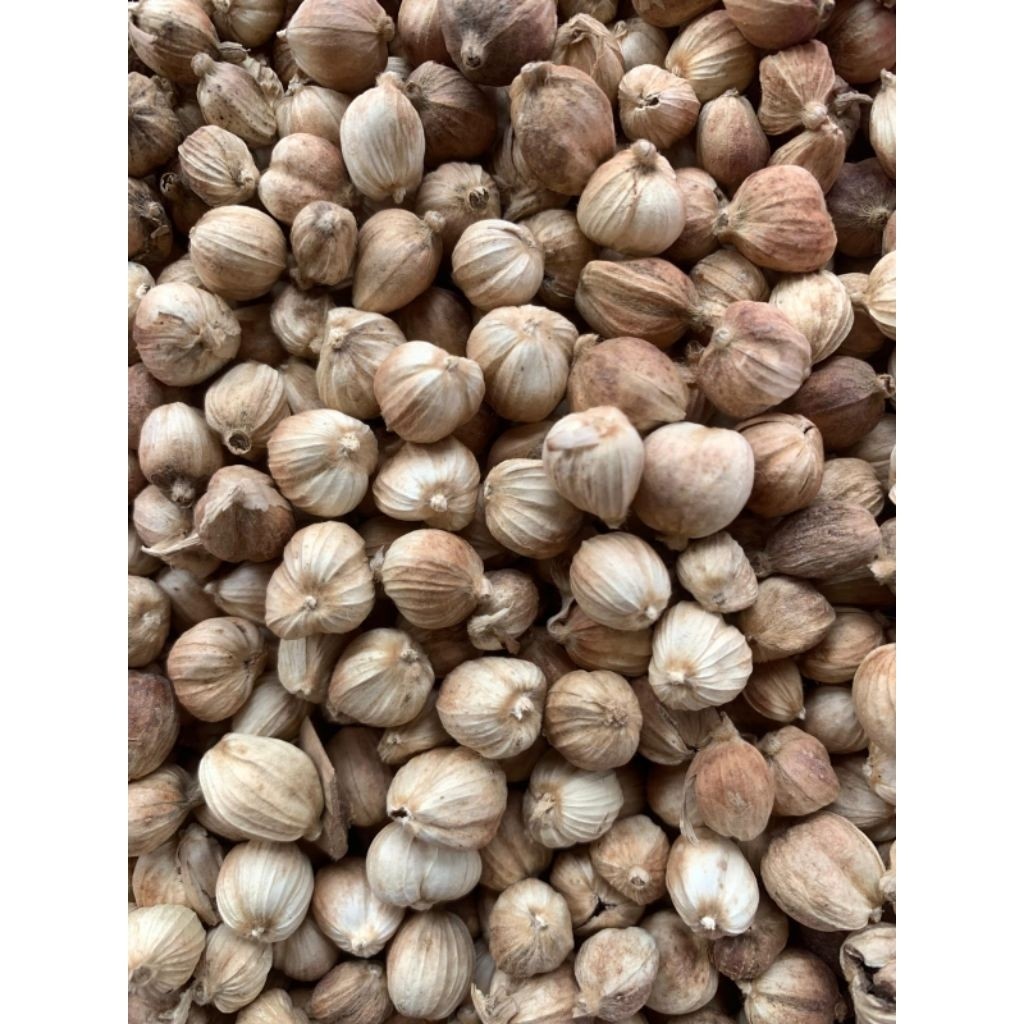 Kapulaga Putih Super Kering 1Kg