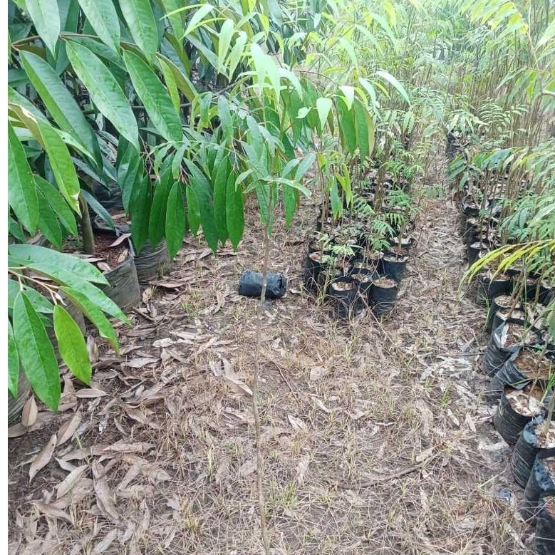 80 Cm - Bibit tanaman Lerak  - Mudah perawatan