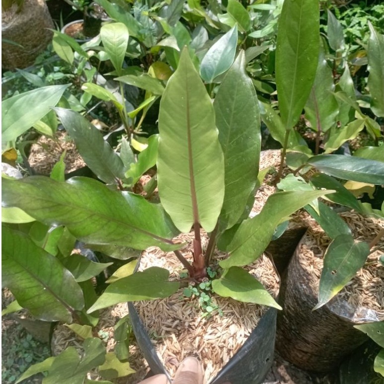 antorium hokeri black