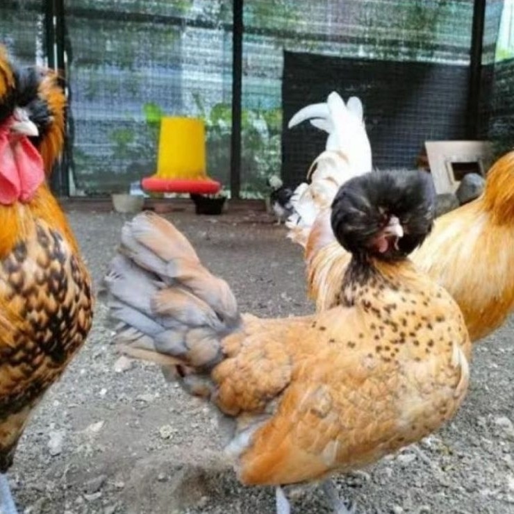 Anak ayam Poland