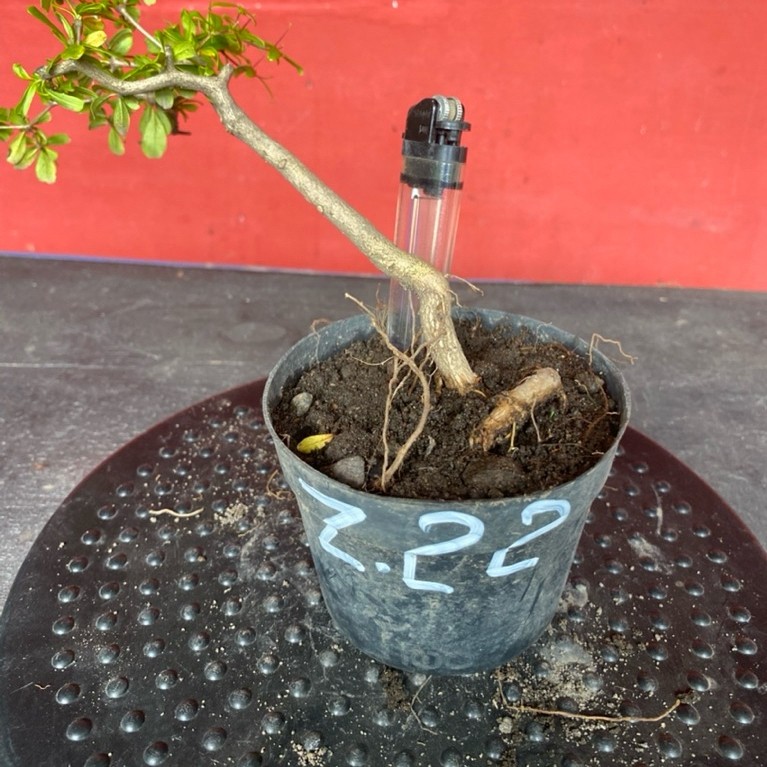 Bahan bonsai black oliveZ22