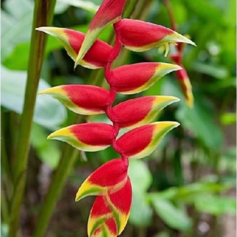 Promo [Bisa cod] Tanaman Hias Heliconia Rostrata / Heliconia Pisang Renteng