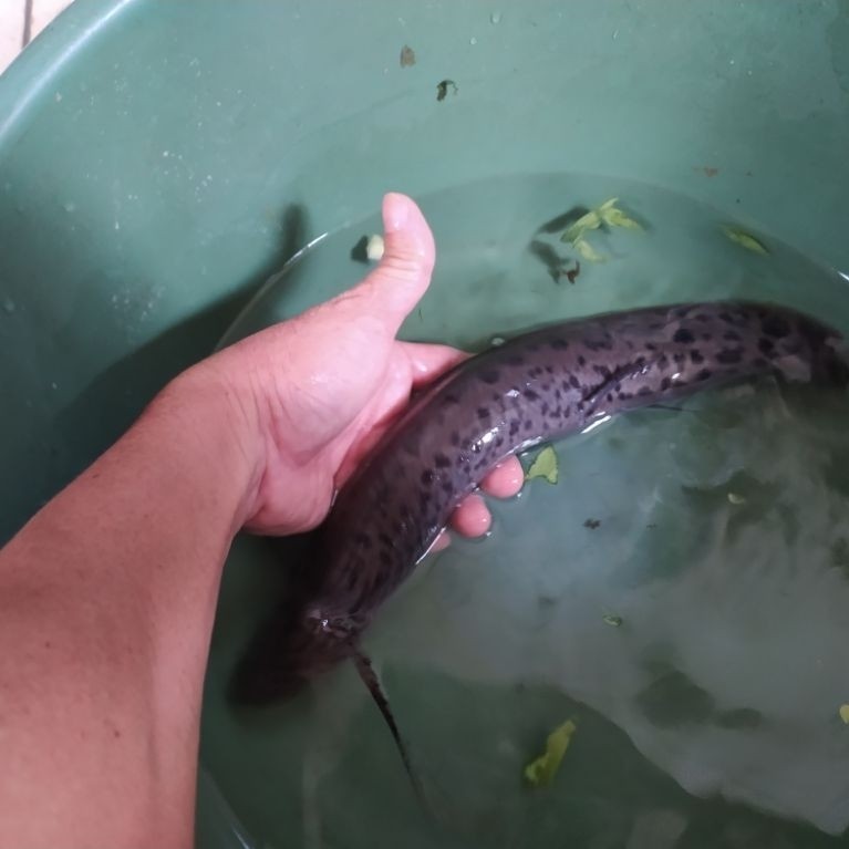 African Lungfish 30cm CAKEP Prehistoric Fish tankmate Arowana Koi Cichlid Louhan Arapaima predator