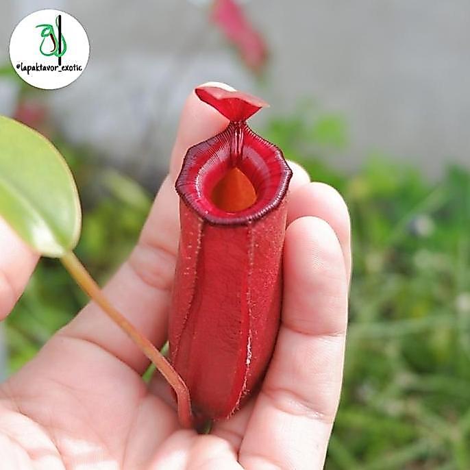 Nepenthes Lady Luck(AmpullariaVentricosa)