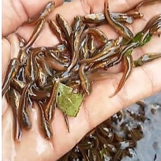 Bibit Toman Goblin  Kalimantan real sehat&lincah isi 5 ekor 3-6cm
