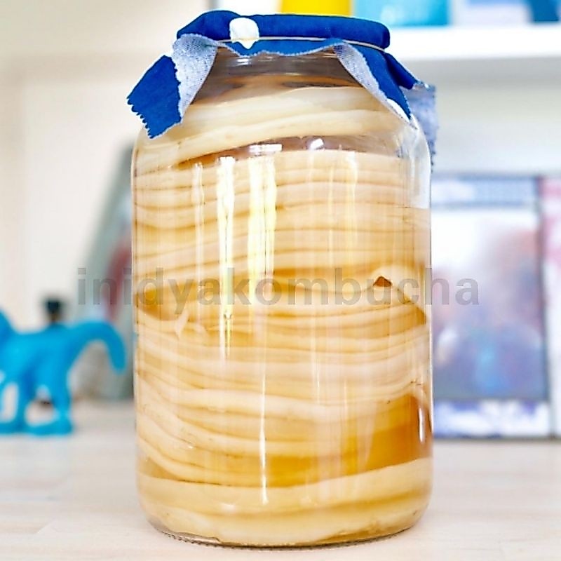 BIBIT SCOBY KOMBUCHA/JAMUR DIPO/JAMUR AJAIB