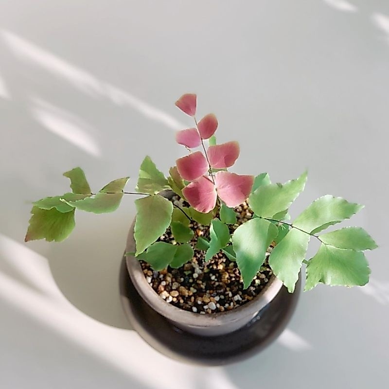 Tanaman bunga Suplir kupu kupu / pakis Suplir pink / Adiantum macrophyllum