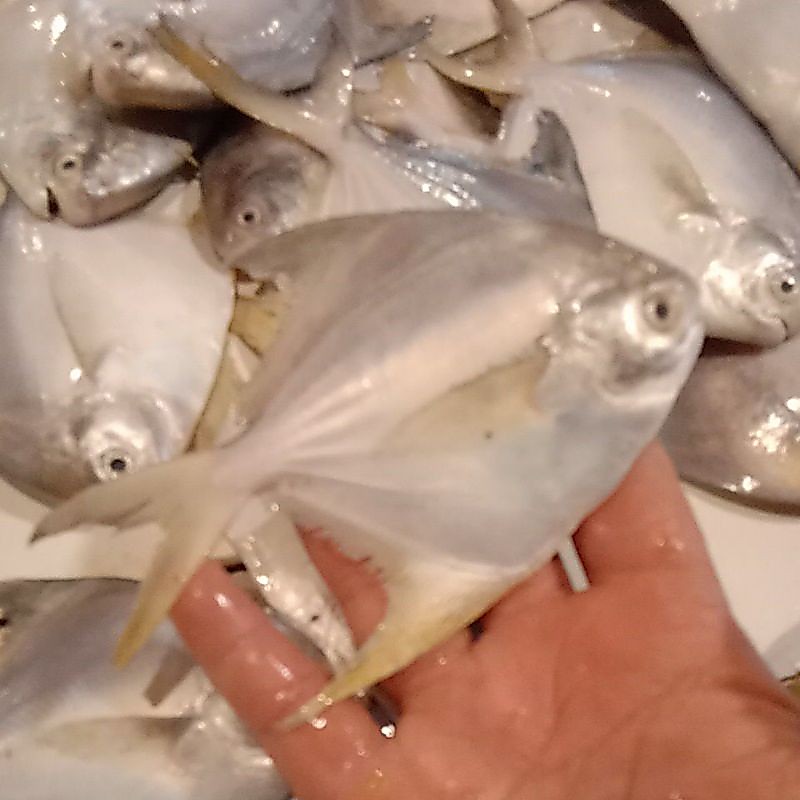 ikan bawal putih kecil