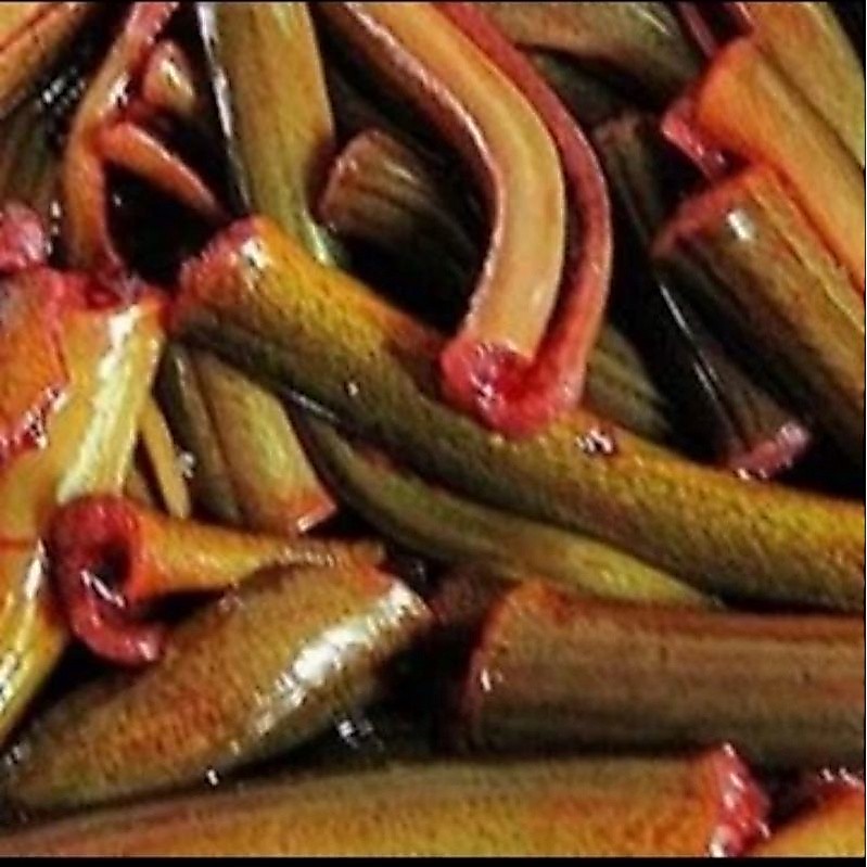 BELUT Fresh and Frozen