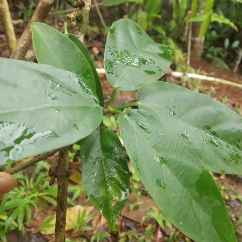 Daun cincau hijau segar organik bahan cincau