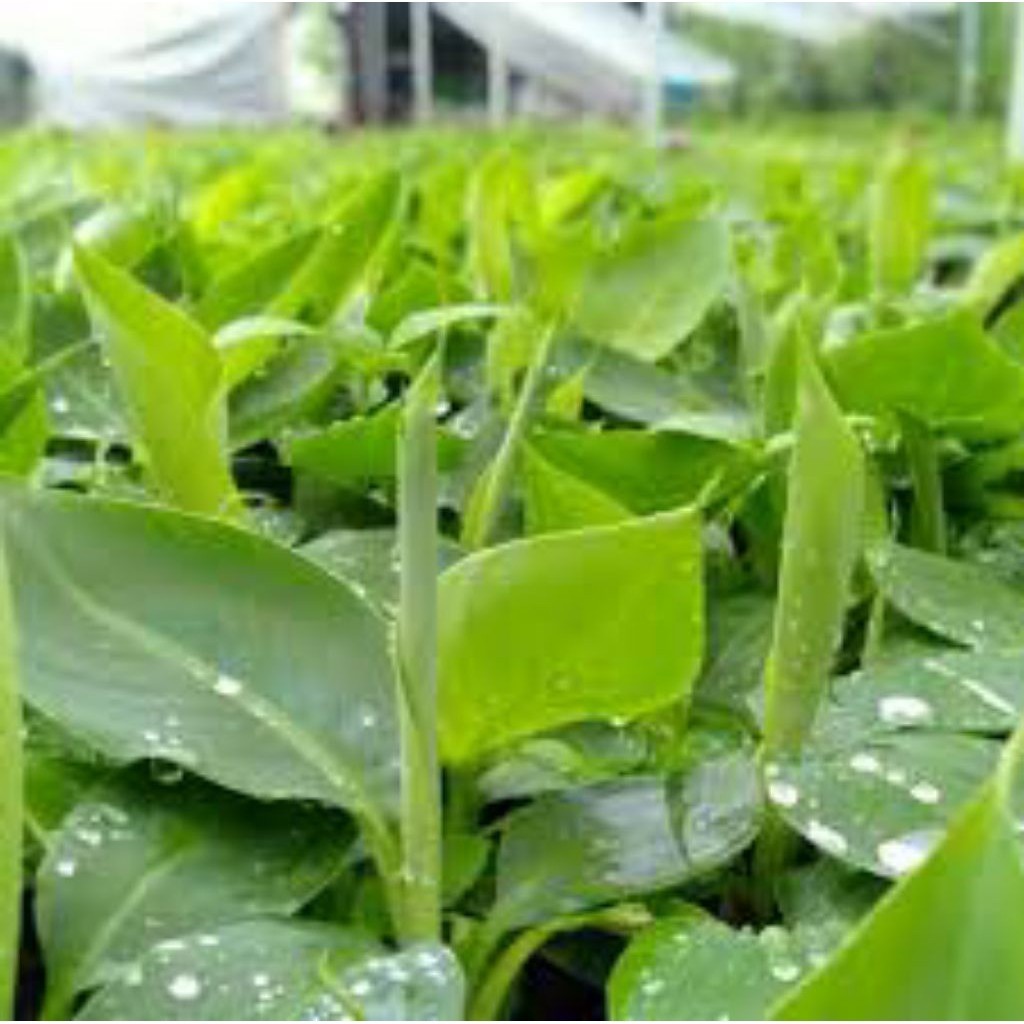 PROMO BELI 1 GRATIS 1 Bibit Pisang Cavendish Grand Nain Kultur Jaringan Super Unggul