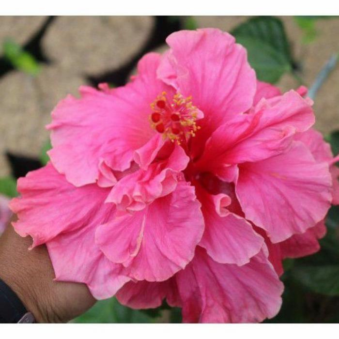 bibit bunga sepatu tumpuk banyak warna - Tanaman Hias Bunga Sepatu - Pink - Pink