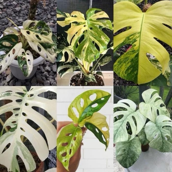 Promo 6.6 promo paket 6 bonggol monstera varigata,Janbol jepang varigata, monthai,marmorata,monstera
