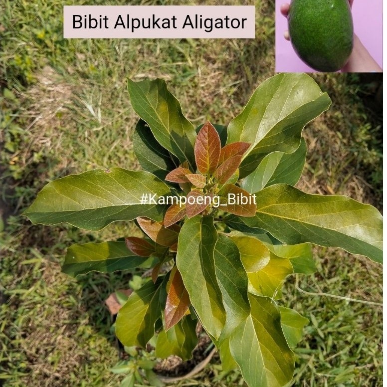 Bibit Alpukat Aligator_Hasil Okulasi 1(Spek Tabulampot)